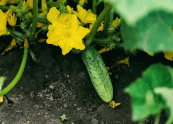 Agurkų sodinimas, auginimas ir priežiūra