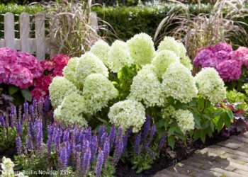 Hortenzija ‘Little Spooky’