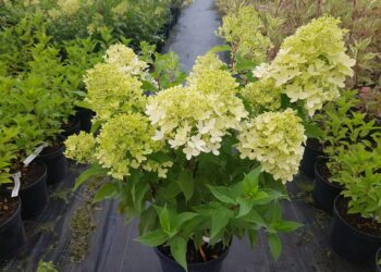 Hortenzija ‘Mojito’