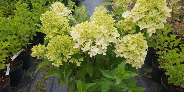 Hortenzija ‘Mojito’