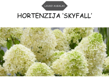 Hortenzija ‘Skyfall’