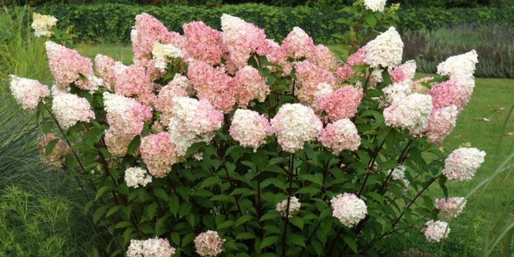 Šluotelinė hortenzija ‘Vanille Fraise