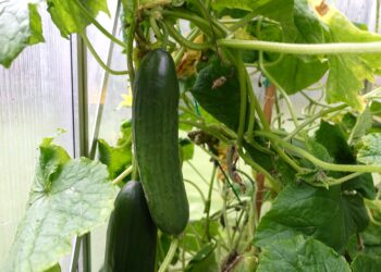 Agurkų auginimas lauke vertikaliai: išsamus gidas!
