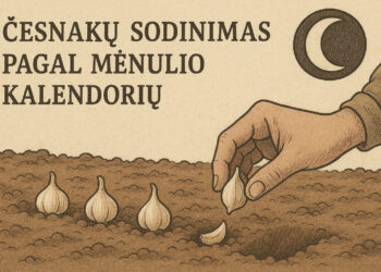 česnakų sodinimas pagal menulio kalendorių