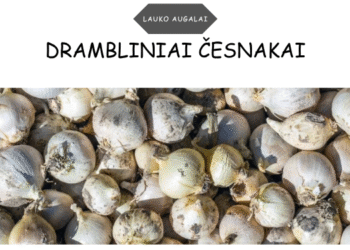 drambliniai česnakai