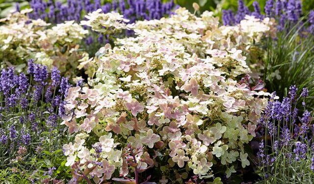 hortenzija polestar