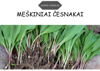 meškiniai česnakai