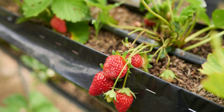 svyrančios braškės