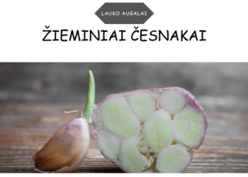 žieminiai česnakai