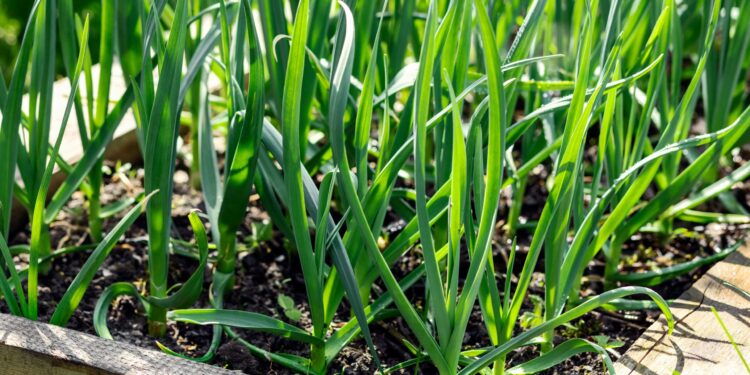 žieminiai česnakai