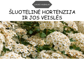 Šluotelinė hortenzija ir jos veislės