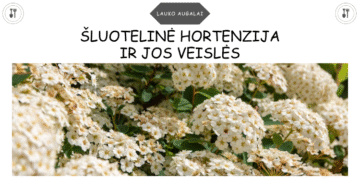 Šluotelinė hortenzija ir jos veislės