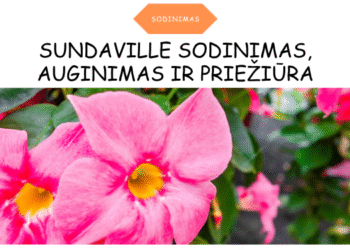 Sundaville sodinimas, auginimas ir priežiūra(1)