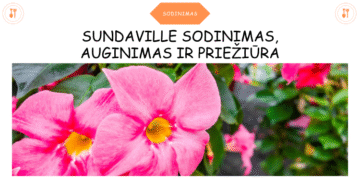 Sundaville sodinimas, auginimas ir priežiūra(1)