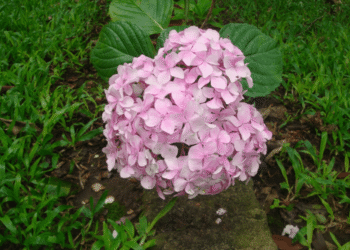 Hortenzijų tręšimas rudenį