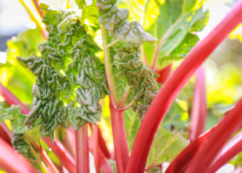 Kada sodinti rabarbarus Lietuvoje: pavasarį ar rudenį? Atsako sodininkai