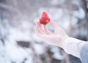 Braškių paruošimas žiemai