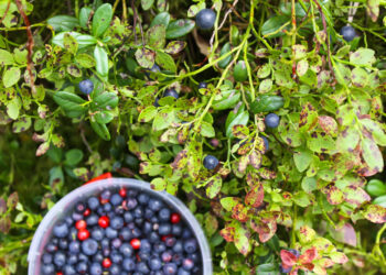 šilauogių mulčiavimas