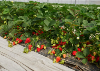 Braškių purškimas pavasarį