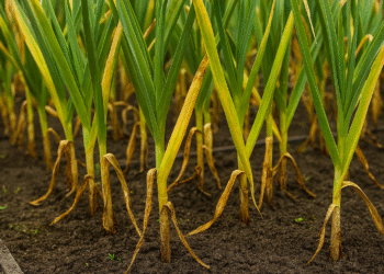 Gelsta česnakų lapai: dažniausios priežastys ir sprendimo būdai