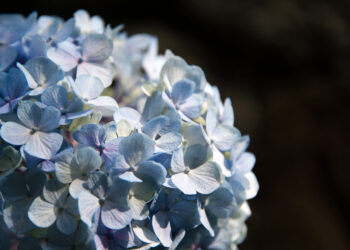 Ilgiausiai žydinčios hortenzijos: kokios jos?