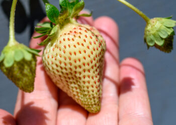 Kada purkšti braškes nuo tripsų? Patirtis ir praktiniai patarimai