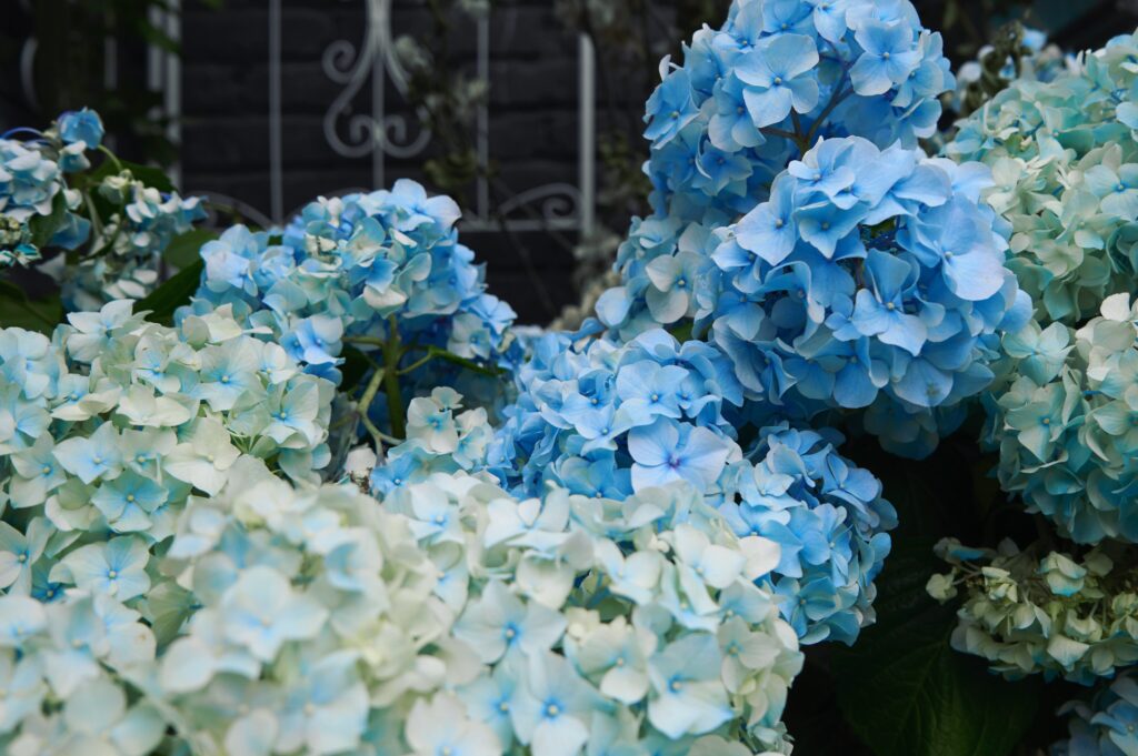close-up-hydrangeas-blooming-outdoors