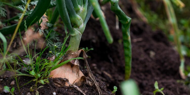 Kuo laistyti svogūnus nuo kirmėlių? Veiksmingiausi natūralūs būdai