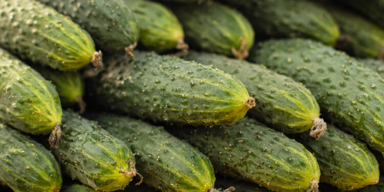 Kodėl agurkai užaugo kartūs: ar įmanoma to išvengti?