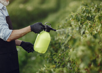 Kuo purkšti trešnes nuo amarų?