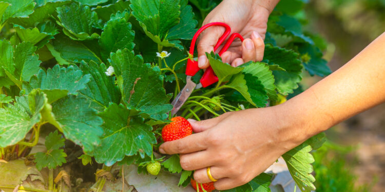 Kada geriausia nupjauti braškių lapus – vasarą ar rudenį? Sodininko patarimai
