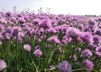 Ar reikia nuskinti česnakų žiedus? Kada, kodėl ir kaip tai daryti