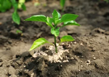 kada tresti hortenzijas