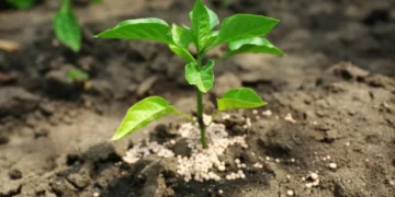 kada tresti hortenzijas