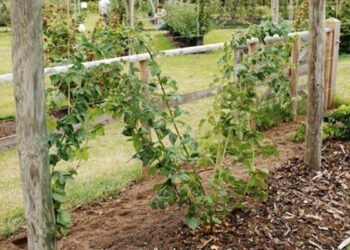 Kaip paremti gervuoges – patarimai ir mano patirtis