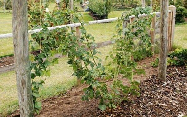 Kaip paremti gervuoges – patarimai ir mano patirtis