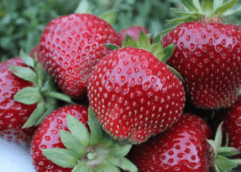 Braškės ‘Malvina’: vėlyva, saldi ir ištverminga – ar verta sodinti (+atsiliepimai)?
