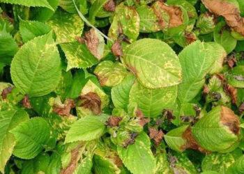 kodėl ruduoja hortenziju lapai