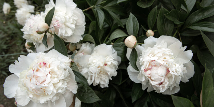 Kuo skiriasi bijūnas nuo pinavijos?