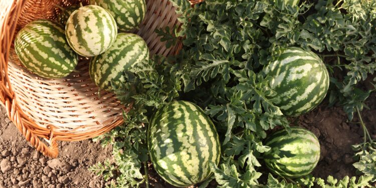 Arbūzų tręšimas pelenais derliaus didinimui: sodininkų patikrinta praktika