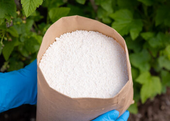 Kalio salietra agurkams: kada geriausia naudoti šias trąšas?