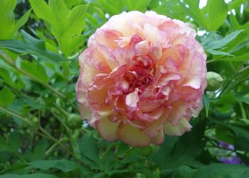 Ką sodinti šalia bijūnų? Svarbiausi sodininko patarimai!