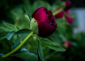 Bijūnus puola skruzdėlės: kodėl taip nutinka ir kaip nuo jų apsisaugoti?