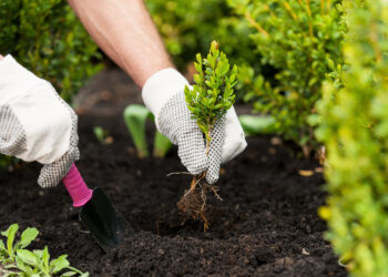Ką geriausia sodinti po agurkų?