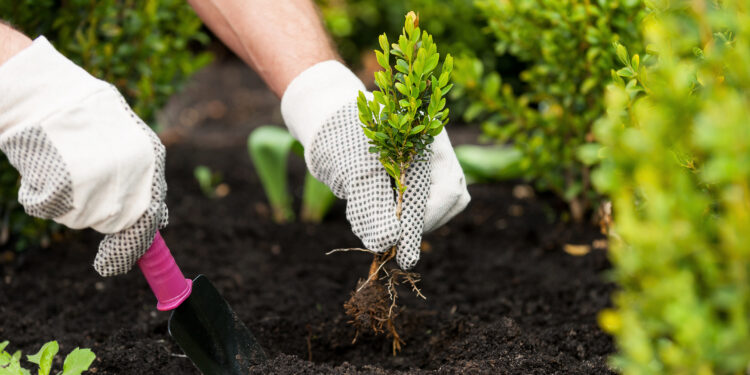 Ką geriausia sodinti po agurkų?