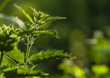 Agurkų tręšimas dilgėlėmis: ar tai veiksminga?