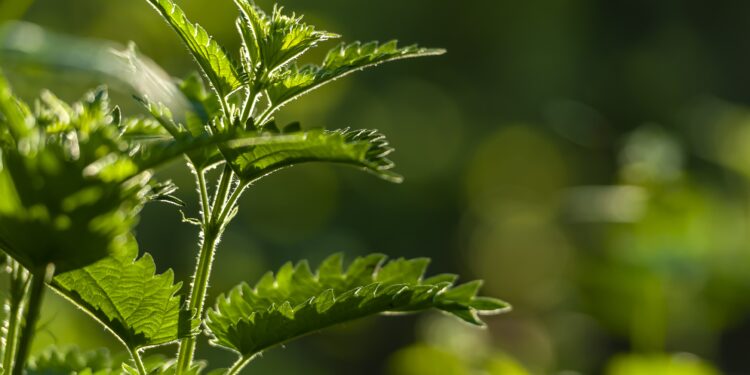 Agurkų tręšimas dilgėlėmis: ar tai veiksminga?