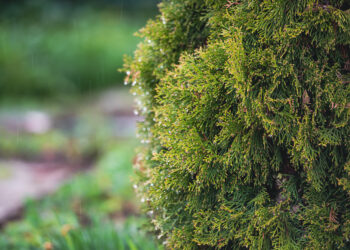 Tujų sodinimo atstumai nuo kaimynų – ką reikia žinoti, kad netektų gailėtis
