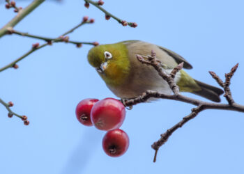 Kaip apsaugoti trešnes nuo paukščių?