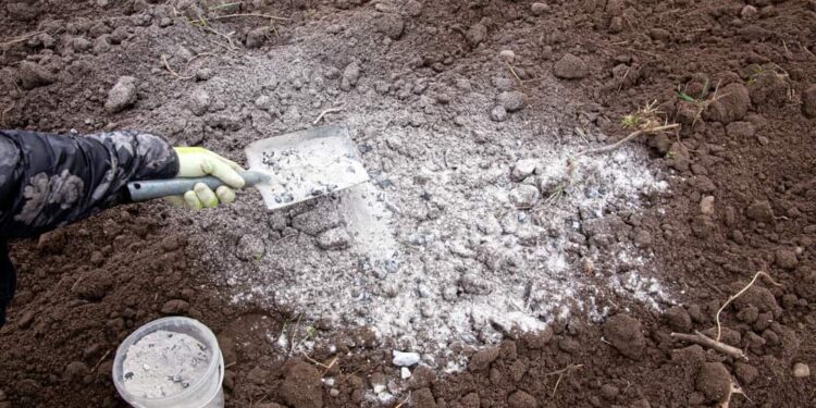 Pomidorų tręšimas pelenais: kaip, kada ir ar verta? Mano patirtis